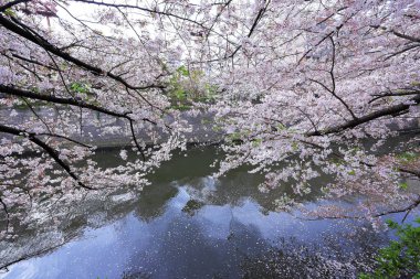 Meguro Nehri Kiraz Çiçekleri Meguro Şehri, Tokyo, Japonya