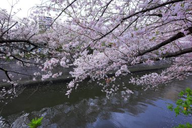 Meguro Nehri Kiraz Çiçekleri Meguro Şehri, Tokyo, Japonya