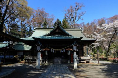 Kiraz çiçeği (sakura) ilkbaharda FujisanSimomiya OmuroSengen Jinja, Fujiyoshida, Japonya