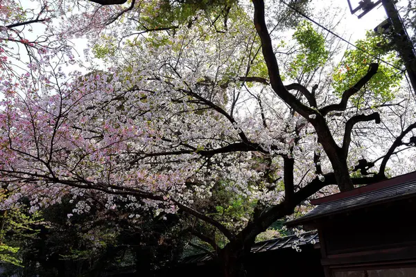 Yasukuni Jinja Shinto Tarzı Türbe Chiyoda City Tokyo Kiraz Çiçeği — Stok fotoğraf