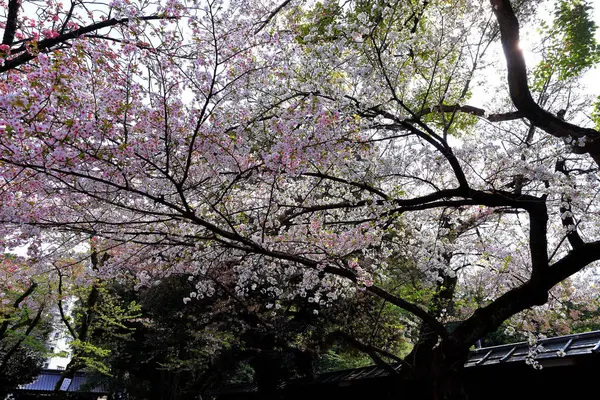 Yasukuni Jinja Shinto Stil Helgedom Med Våren Körsbär Blomma Sakura — Stockfoto