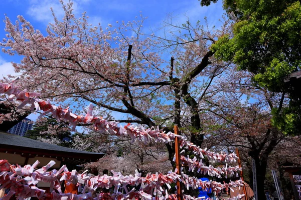 Yasukuni Jinja Shinto Style Shrine Spring Cherry Blossom Sakura Chiyoda — Stock Photo, Image
