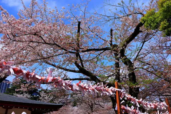 東京都千代田市の春の桜が咲く八国神社 — ストック写真