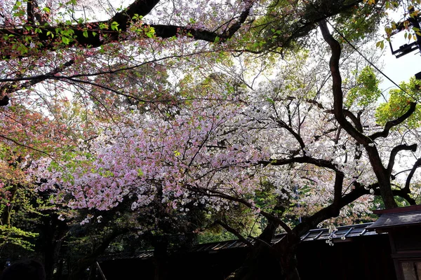 Yasukuni Jinja Shinto Stílusú Szentély Tavaszi Cseresznyevirágzással Sakura Chiyoda Városban — Stock Fotó