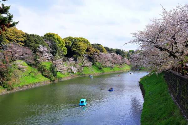 stock image Chidorigafuchi Park with spring cherry blossom (sakura ) in Chiyoda City, Tokyo, japan