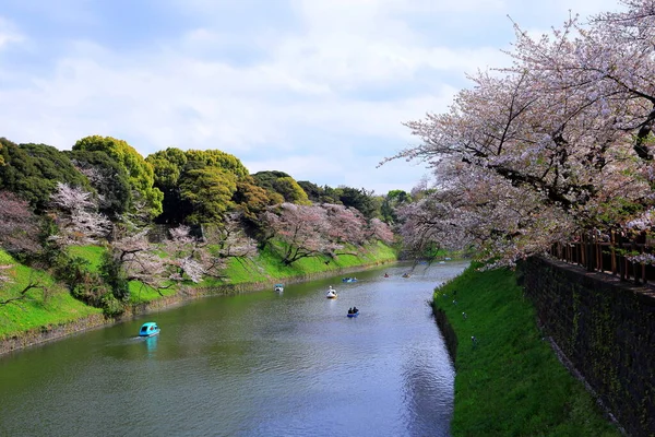 Parque Chidorigafuchi Com Flor Cereja Primavera Sakura Chiyoda City Tóquio — Fotografia de Stock