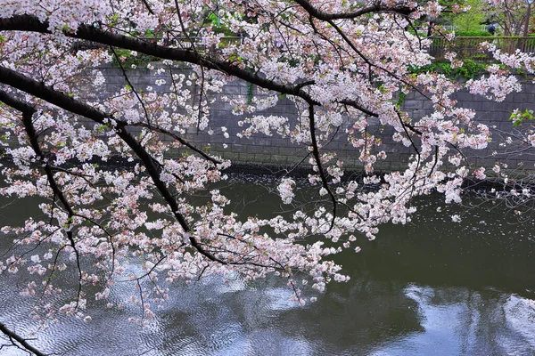 東京都目黒市のメグロ川桜 — ストック写真