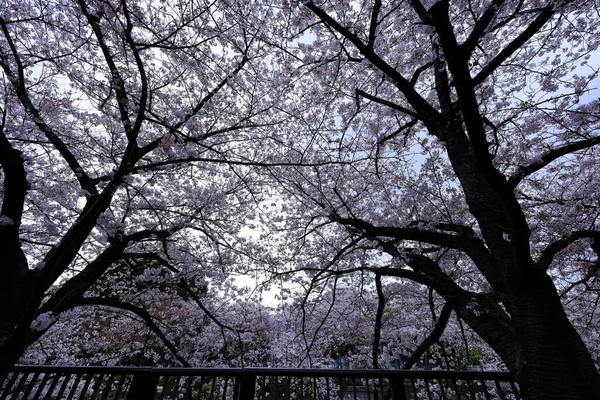 stock image Meguro River Cherry Blossoms in Meguro City, Tokyo, Japan