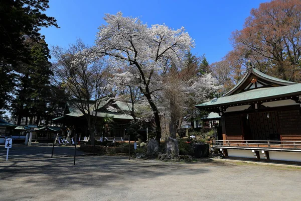 Fiore Ciliegio Sakura Primavera Fujisansimomiya Omurosengen Jinja Fujiyoshida Giappone — Foto Stock