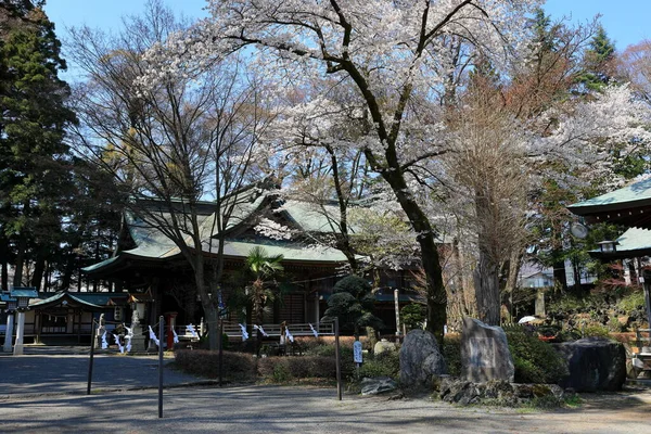 位于日本藤田市藤田市藤田市的藤田清宫的樱花 Sakura — 图库照片