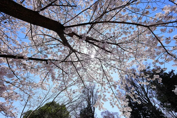 Kiraz çiçeği (sakura) ilkbaharda FujisanSimomiya OmuroSengen Jinja, Fujiyoshida, Japonya