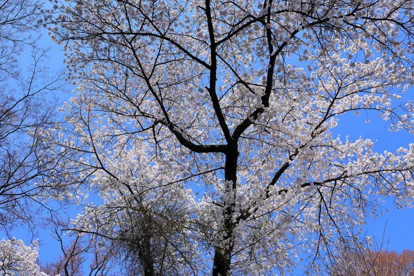 stock image cherry blossom (sakura ) in spring FujisanSimomiya OmuroSengen Jinja, in Fujiyoshida, Japan