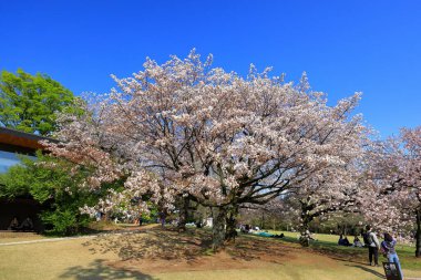 Shinjuku Gyoen Ulusal Bahçesi İlkbahar kiraz çiçeği (sakura) ile Shinjuku Şehri, Tokyo, Japonya