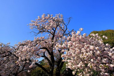 Shinjuku Gyoen Ulusal Bahçesi İlkbahar kiraz çiçeği (sakura) ile Shinjuku Şehri, Tokyo, Japonya