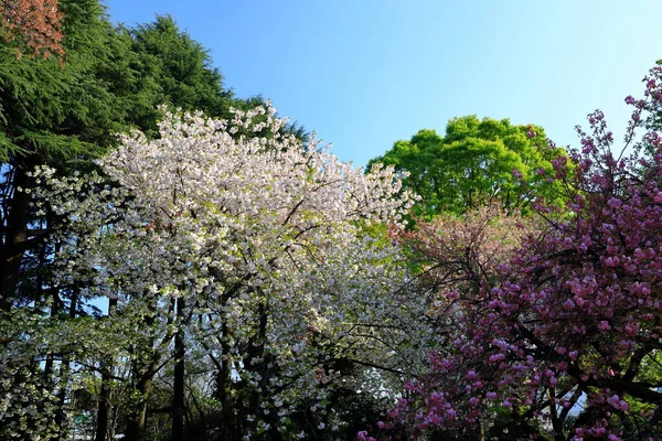 Shinjuku Gyoen National Garden Ανοιξιάτικα Άνθη Κερασιάς Sakura Στην Πόλη — Φωτογραφία Αρχείου
