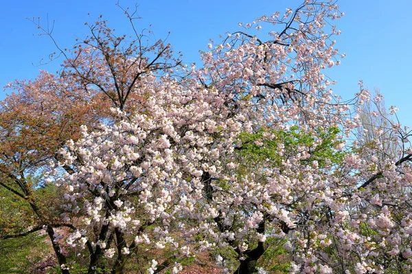 Jardín Nacional Shinjuku Gyoen Con Flor Cerezo Primavera Sakura Ciudad — Foto de Stock