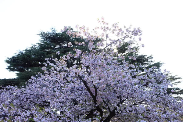 Jardín Nacional Shinjuku Gyoen Con Flor Cerezo Primavera Sakura Ciudad —  Fotos de Stock