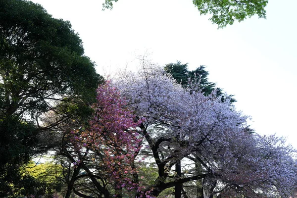 Shinjuku Gyoen National Garden Ανοιξιάτικα Άνθη Κερασιάς Sakura Στην Πόλη — Φωτογραφία Αρχείου
