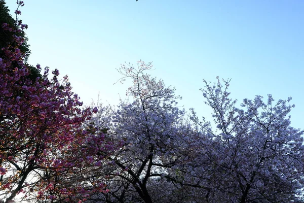 日本东京新宿市新宿国家花园 春花樱花盛开 — 图库照片