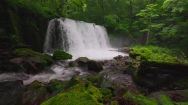 Oirase Nehri 'nin yaz yeşili renkleri Towada, Aomori, Japonya' da bulunur.