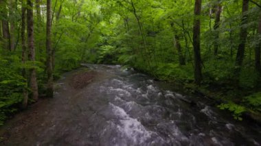 Oirase Nehri 'nin yaz yeşili renkleri Towada, Aomori, Japonya' da bulunur.