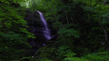 Oirase Nehri 'nin yaz yeşili renkleri Towada, Aomori, Japonya' da bulunur.