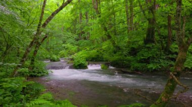 Oirase Nehri 'nin yaz yeşili renkleri Towada, Aomori, Japonya' da bulunur.