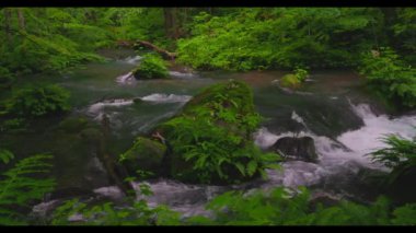 Oirase Nehri 'nin yaz yeşili renkleri Towada, Aomori, Japonya' da bulunur.