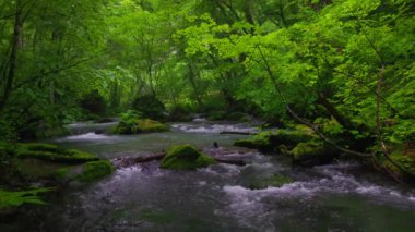 Oirase Nehri 'nin yaz yeşili renkleri Towada, Aomori, Japonya' da bulunur.