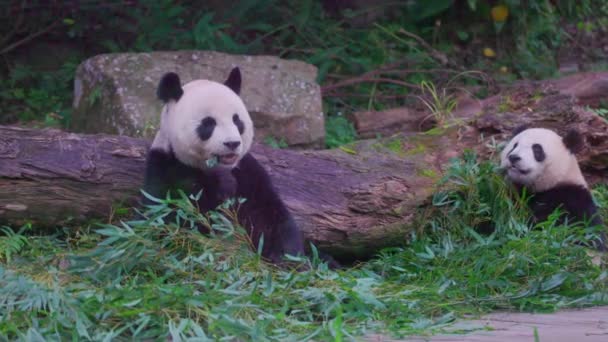 Panda Gigante Comiendo Bambú Zoológico Taipei Taipei Taiwán — Vídeo de stock
