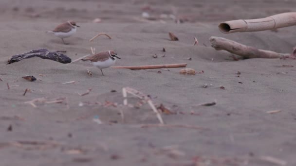 Kentish Plover Bird Charadrius Alexandrinus Пляже Тайваня — стоковое видео