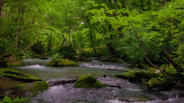 Καλοκαίρι Πράσινα Χρώματα Του Ποταμού Oirase Που Βρίσκεται Στο Towada — Αρχείο Βίντεο