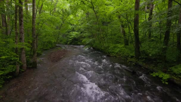 Nyári Zöld Színek Oirase River Található Towada Aomori Japán — Stock videók