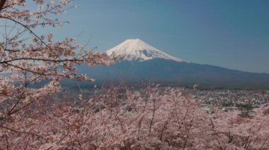 Dağın manzarası. Japonya 'nın Fujiyoshida kentindeki Arakurayama Sengen Park' ından ilkbaharda kiraz çiçekli Fuji (sakura)