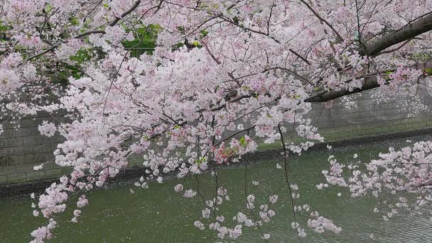 Meguro River Cherry Blossoms Meguro City Tóquio Japão — Vídeo de Stock