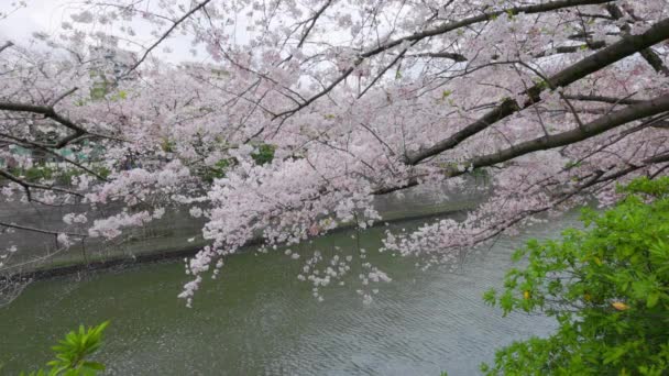Meguro River Cherry Blossoms Meguro City Tóquio Japão — Vídeo de Stock