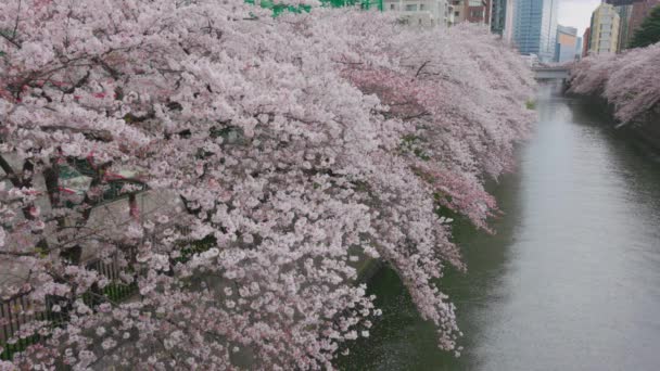 Kirschblüten Meguro River Der Stadt Meguro Tokio Japan — Stockvideo