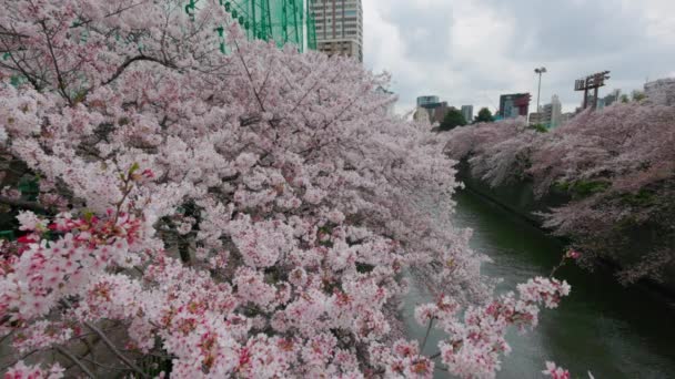 Kirschblüten Meguro River Der Stadt Meguro Tokio Japan — Stockvideo