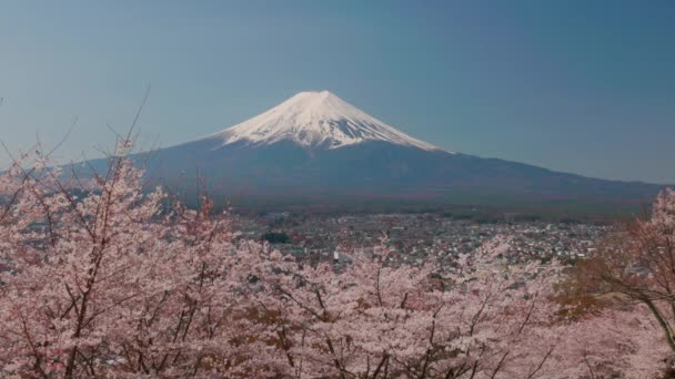 观景山 富士与樱花 Sakura 春天来自日本富士山市荒山公园 — 图库视频影像