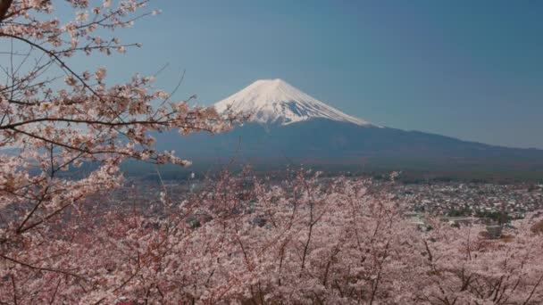 Utsikt Över Fuji Med Körsbärsblomma Sakura Våren Från Arakurayama Sengen — Stockvideo