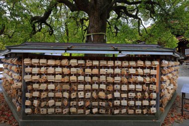 Shibuya Şehri, Tokyo, Japonya 'da Meiji Jingu (Ormanla çevrili Şinto türbesi).