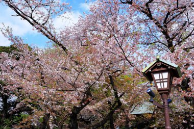 Yasukuni Jinja (Shinto tarzı türbe) Chiyoda 'da kiraz çiçekli (sakura)