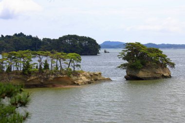 Matsushima Körfezi, Japonya Miyagi Bölgesi 'nde çam ağaçlarıyla kaplı güzel adalar.