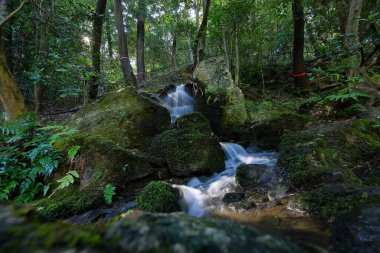 Nanzen-in 'deki bahçe, Zen bahçesi olan bir Budist tapınağı kompleksi, Japonya' nın Kyoto kentindeki orman arazisi.