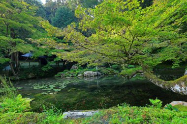 Nanzen-in 'deki bahçe, Zen bahçesi olan bir Budist tapınağı kompleksi, Japonya' nın Kyoto kentindeki orman arazisi.