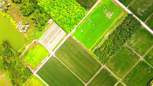 Αεροφωτογραφία Του Δασικού Πάρκου Danongdafu Στο Hualien Ανατολική Ταϊβάν — Αρχείο Βίντεο