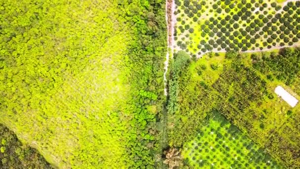 Αεροφωτογραφία Του Δασικού Πάρκου Danongdafu Στο Hualien Ανατολική Ταϊβάν — Αρχείο Βίντεο