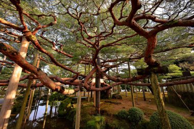 Kenroku-en Kanazawa, Ishikawa, Japonya 'da, Japonya' nın üç büyük bahçesinden biri..