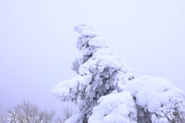 Japonya 'nın kuzeydoğu bölgesindeki Zao Zaoonsen Yamagata' da Japon Kış Sahnesi
