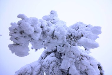 Japonya 'nın kuzeydoğu bölgesindeki Zao Zaoonsen Yamagata' da Japon Kış Sahnesi